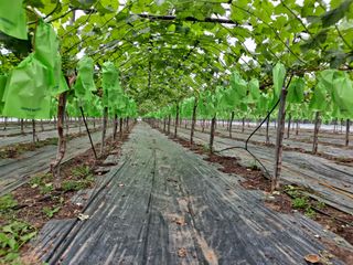 샤인님의 포도 · 영농일지 작성글 사진