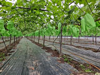 샤인님의 포도 · 영농일지 작성글 사진