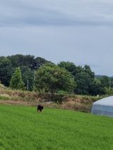 팜모닝 벼·영농일지 게시글 이미지