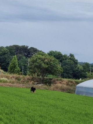 김민수(귀농)님의 벼 · 영농일지 작성글 사진