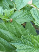 팜모닝 참깨·병해충상담 게시글 이미지