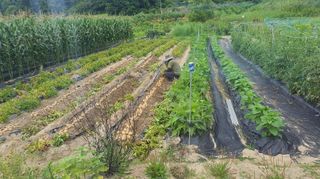 이춘기님의 감자 · 영농일지 작성글 사진