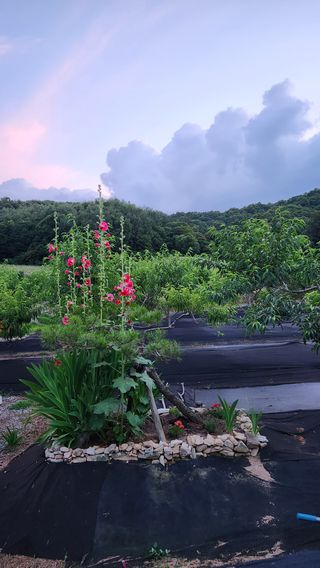 호두마루님의 복숭아 · 영농일지 작성글 사진