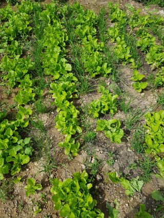 정석구님의 상추 · 자유게시판 작성글 사진