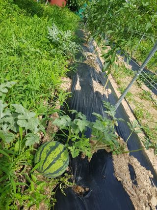 정석구님의 상추 · 자유게시판 작성글 사진