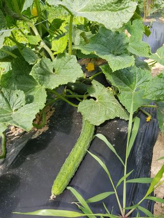 정석구님의 상추 · 자유게시판 작성글 사진