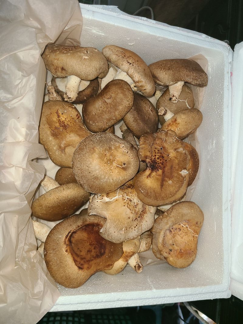 장터 상품 [표고버섯파지/1kg] 썸네일