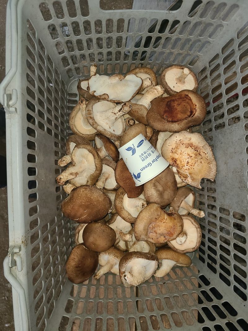 김순용님의 장터 판매 상품 [표고버섯파지/1kg] 첨부 사진