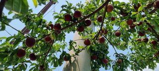 도화촌님의 복숭아 · 자유게시판 작성글 사진