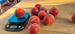 도화촌님의 복숭아 · 자유게시판 작성글 사진