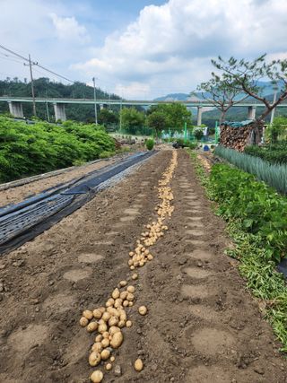 돌아온농민님의 장마 대비 어떻게 하셨나요? · 참여 작성글 사진