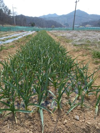 Jo조은섭5457님의 마늘 · 병해충상담 작성글 사진