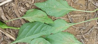 이형모님의 고추 · 병해충상담 작성글 사진