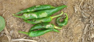 이형모님의 고추 · 병해충상담 작성글 사진