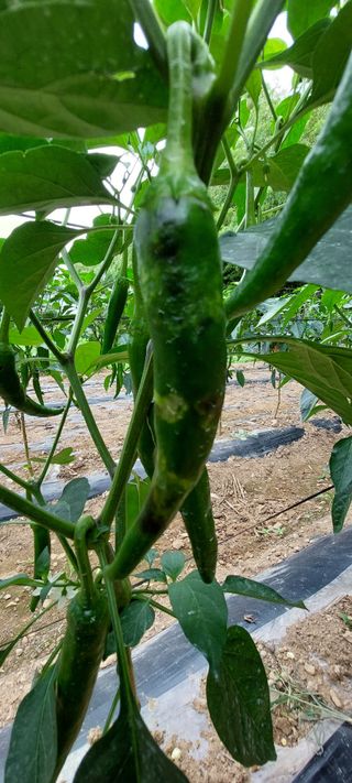 이형모님의 고추 · 병해충상담 작성글 사진