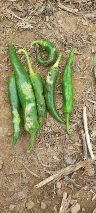 이형모님의 고추 · 병해충상담 작성글 사진