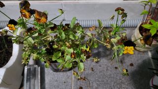 박준희님의 기타작물 · 병해충상담 작성글 사진