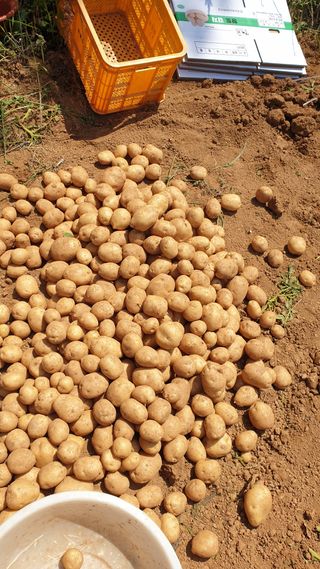 송하영님의 감자 · 자유게시판 작성글 사진