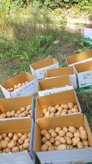 송하영님의 감자 · 자유게시판 작성글 사진