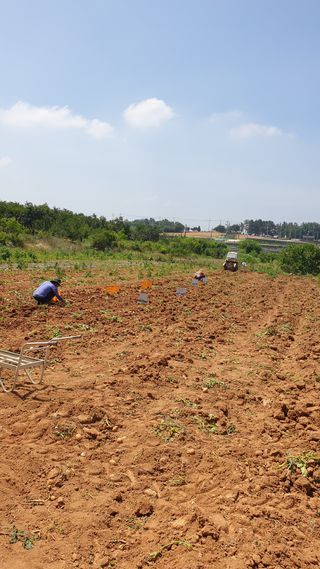 송하영님의 감자 · 자유게시판 작성글 사진