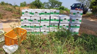 송하영님의 감자 · 자유게시판 작성글 사진