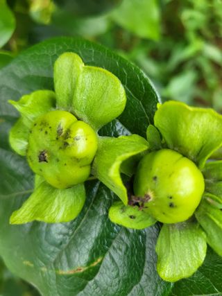 유재호님의 감 · 자유게시판 작성글 사진