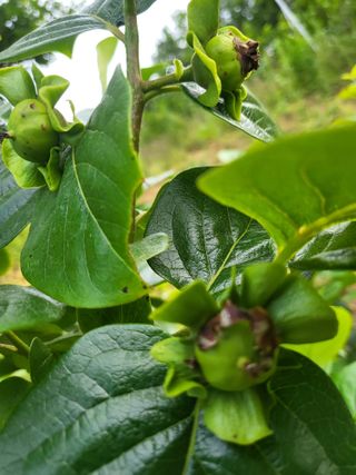 유재호님의 감 · 자유게시판 작성글 사진