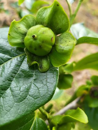 유재호님의 감 · 자유게시판 작성글 사진