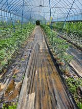 팜모닝 고추·일상 게시글 이미지