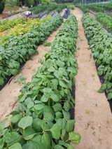 팜모닝 참깨·자유게시판 게시글 이미지