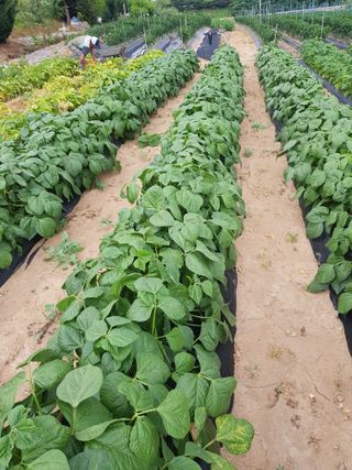 백봉2리밭농사곡식님의 참깨 · 자유게시판 작성글 사진