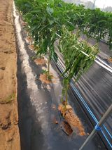 팜모닝 고추·병해충상담 게시글 이미지