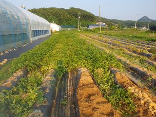 윤창기님의 감자 · 자유게시판 작성글 사진