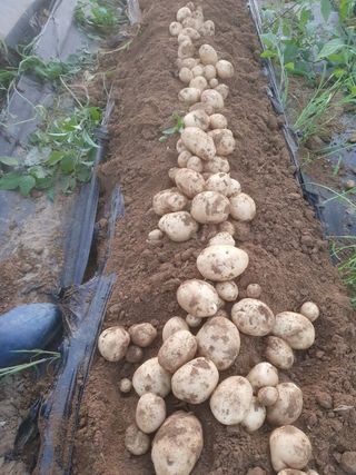 윤창기님의 감자 · 자유게시판 작성글 사진