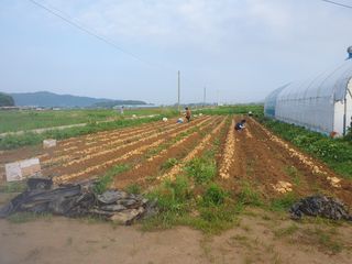 윤창기님의 감자 · 자유게시판 작성글 사진