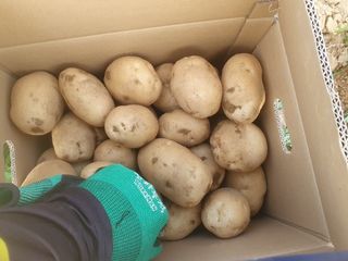 윤창기님의 감자 · 자유게시판 작성글 사진