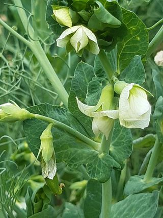 새리님의 자유주제 · 자유게시판 작성글 사진