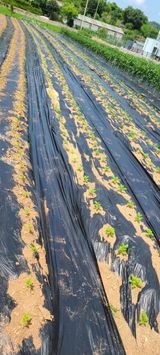 팜모닝 참깨·자유게시판 게시글 이미지