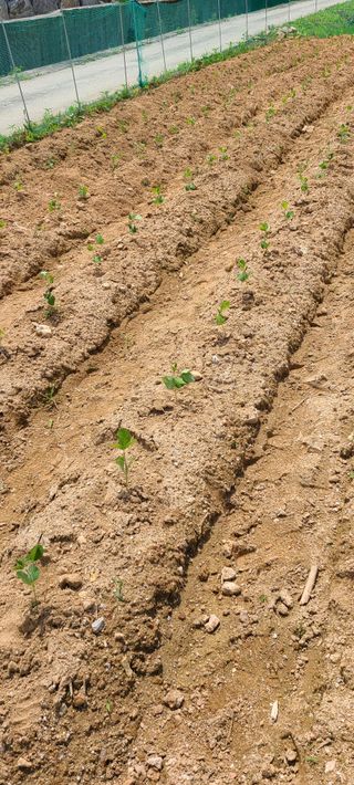 Mmebaik님의 참깨 · 자유게시판 작성글 사진