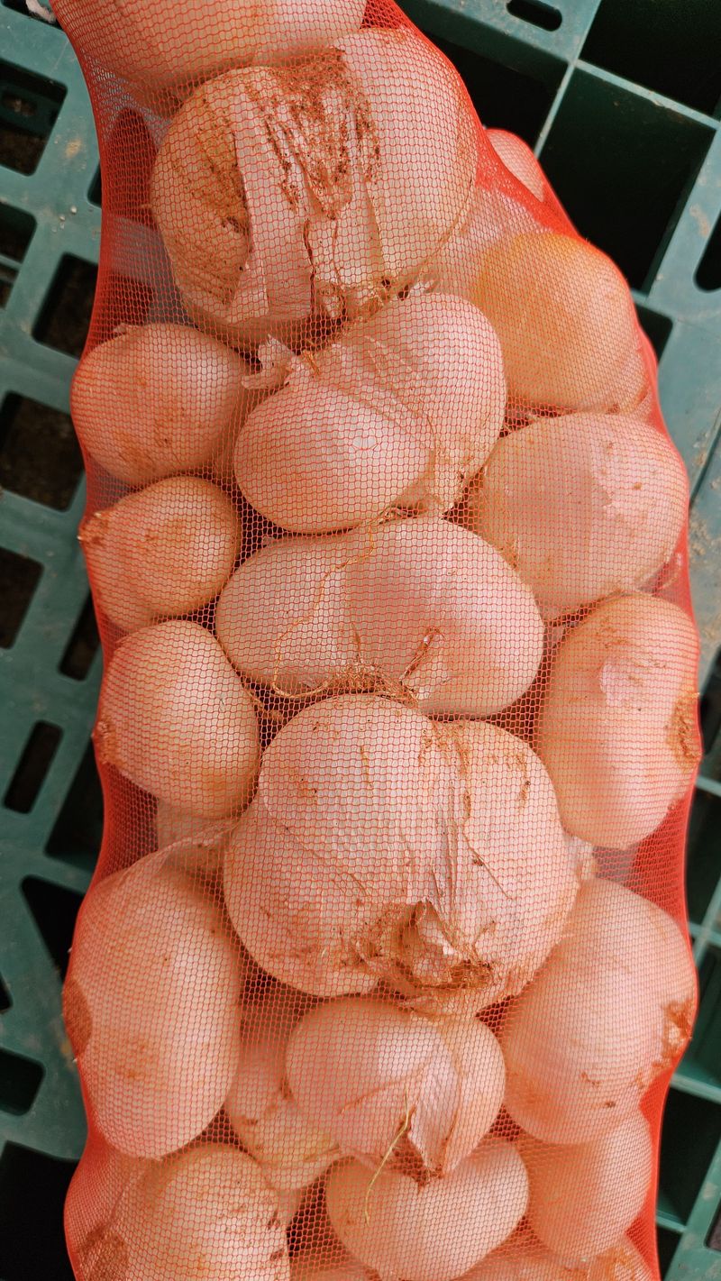 장터 상품 [코끼리 마늘] 썸네일