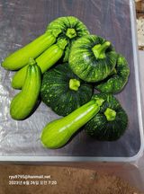 팜모닝 호박·자유게시판 게시글 이미지