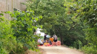 농부아내님의 마늘 · 일상 작성글 사진