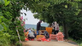 농부아내님의 마늘 · 일상 작성글 사진