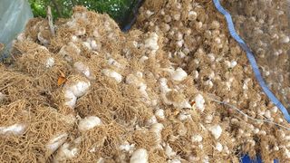 농부아내님의 마늘 · 일상 작성글 사진