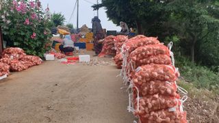 농부아내님의 마늘 · 일상 작성글 사진