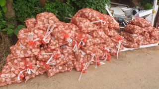 농부아내님의 마늘 · 일상 작성글 사진