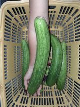 팜모닝 자유주제·자유게시판 게시글 이미지