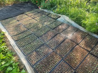 이종선님의 벼 · 자유게시판 작성글 사진