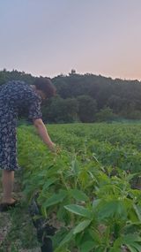 팜모닝 참깨·자유게시판 게시글 이미지