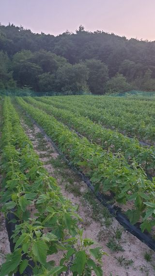 박상권님의 참깨 · 자유게시판 작성글 사진